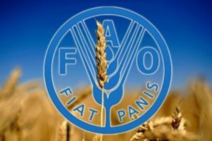 According to the FAO forecast, global grain consumption in the new season will be a record