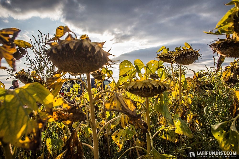Тривалі опади продовжують піднімати ціни на соняшник в Україні