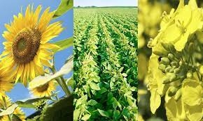 Експерти Strategie Grains підвищили прогноз виробництва ріпаку в ЄС у 2025 р