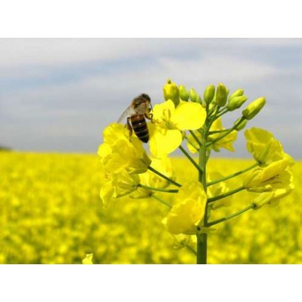 Rapeseed and canola prices fall for second day in a row amid declining demand for biofuels