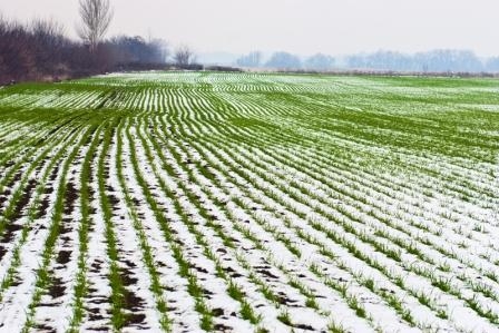 Meteorologists believe the inappropriate continuation of the sowing campaign