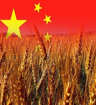 Китай збере великий врожай літніх зернових