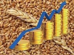 Wheat quotes on stock exchanges fell by 5.4-9% in a week, but wheat prices in Ukraine are rising