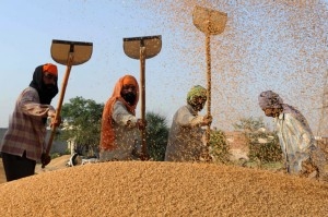 Мінсільгосп Єгипту дозволив вміст ріжків в пшениці до 0,05 %