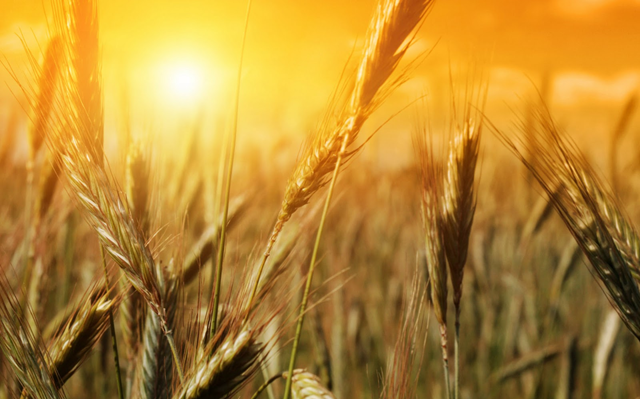 Американська пшениця продовжила падіння
