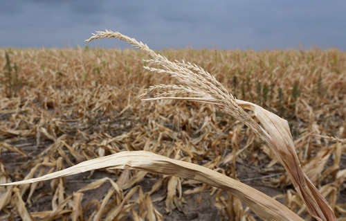 Посуха нищить врожай французької кукурудзи