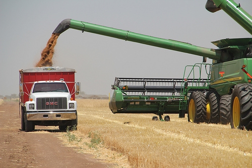 Ринок американської пшениці залишається волантильним в очікуванні новин