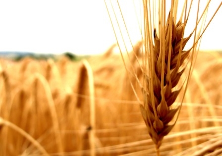 Спекулятивні операції підтримують ринок пшениці в США