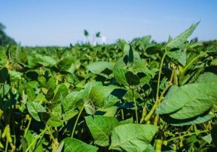 The markets of soybeans and corn are awaiting USDA report
