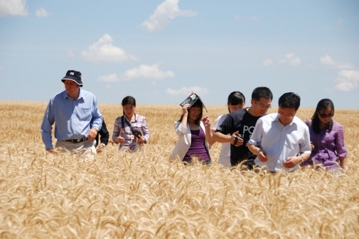 Китай збере рекордний урожай зерна