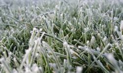 Заморозки призведуть до зменшення врожайності зернових