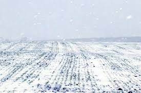 Cold front in the US, drought in Argentina and warming in the Black Sea region will affect agricultural markets this week 