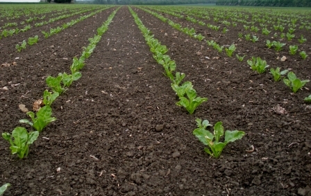 Weather conditions in Ukraine promote a good harvest