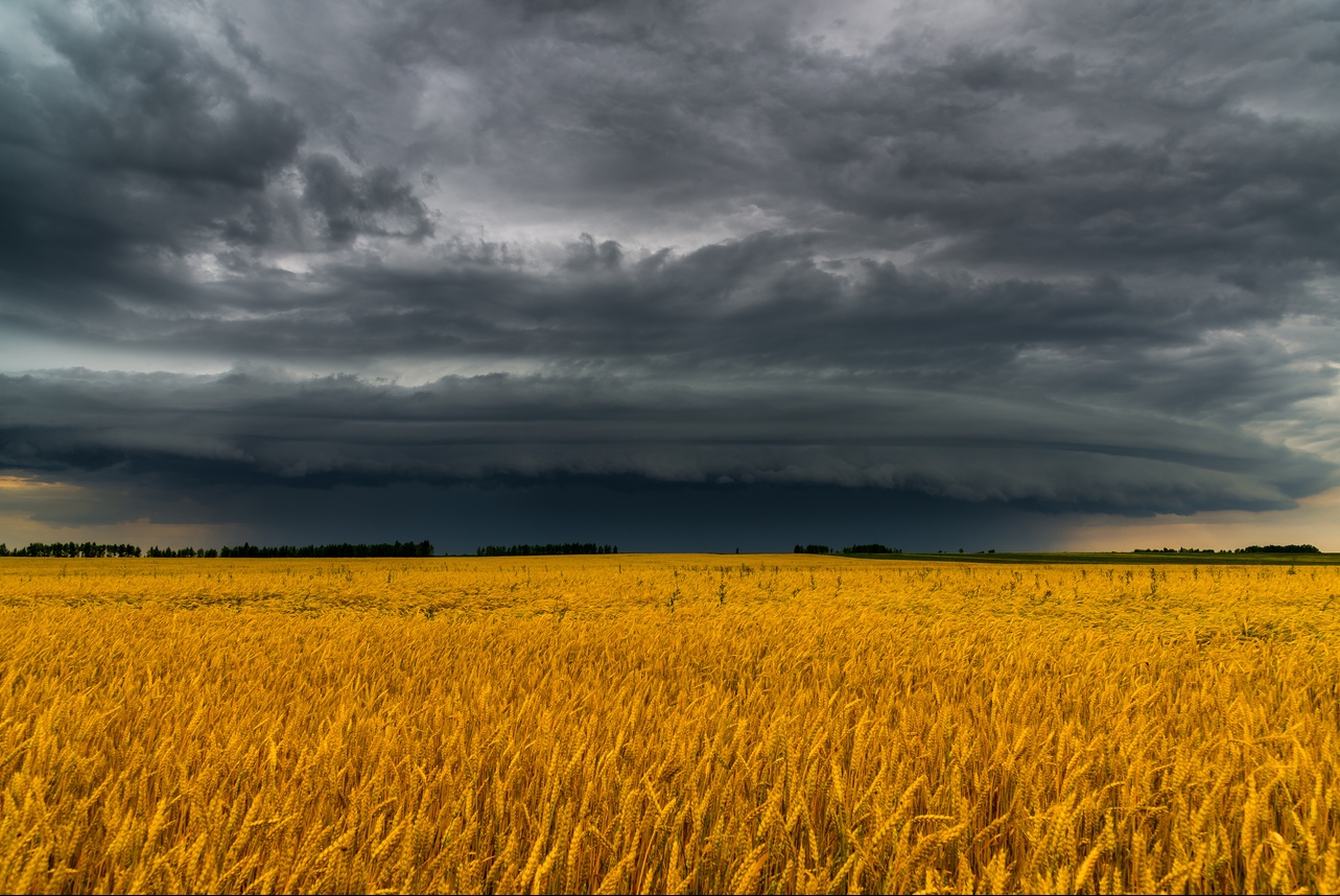 Rains will pass in the main grain-growing regions in the near future, but moisture shortages will persist in some areas