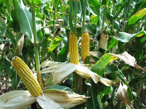 Прогноз по кукурудзі для США покращений, для Європи – погіршений