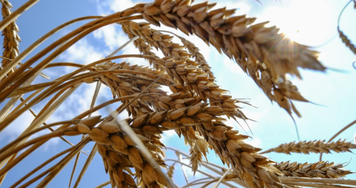 Wheat prices decline after speculative growth