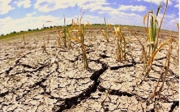 Американські виробники пшениці побоюються посухи