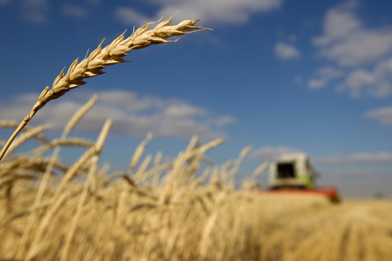 За перший тиждень травня котирування американської пшениці зросли, а європейської знизилися