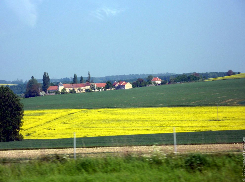 France increases the forecast of rapeseed production