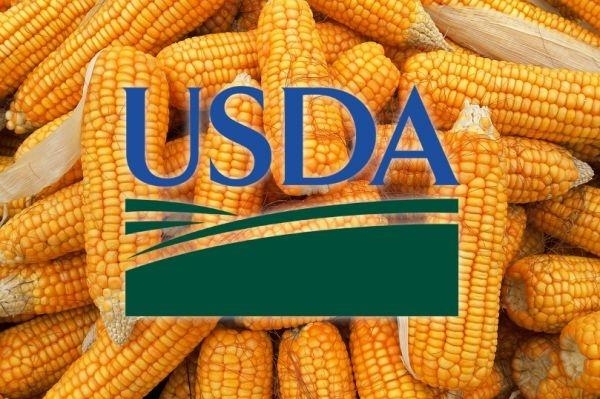 Експерти USDA не зменшили прогнози виробництва кукурудзи в Бразилії та Аргентині, що стало несподіванкою для трейдерів