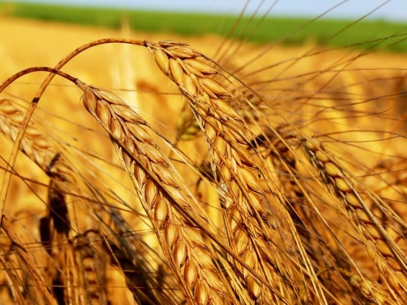 Обсяги експорту та прогноз погоди знизили котирування твердої пшениці в США