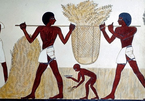 Єгипет придбав на тендері пшеницю румунського, французького та російського виробництва