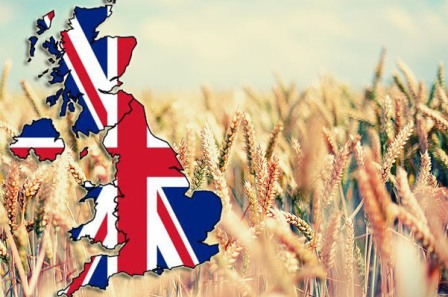 Прогноз врожаю пшениці та ячменю в Австралії збільшено