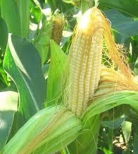 Урожай кукурузы в Украине превысит прошлогодний