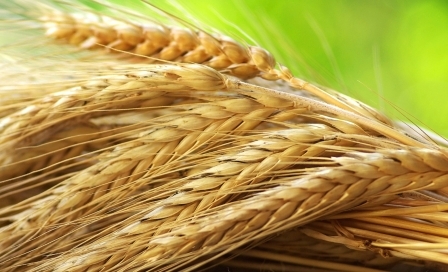 Strong demand from buyers strengthens the price for black sea wheat