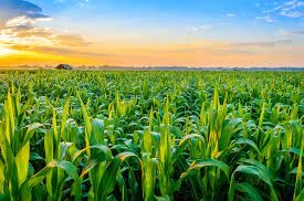 Аргентина начала уборку, а Бразилия завершила сев кукурузы
