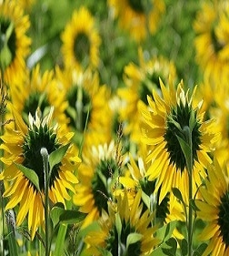 The price of sunflower in Ukraine over the week fell on 1000 UAH/t