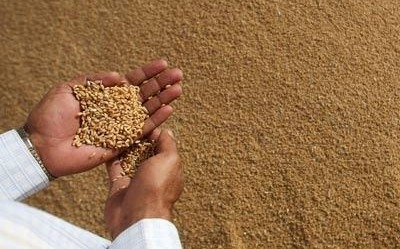 Французька пшениця: невдача в Єгипті має наслідки