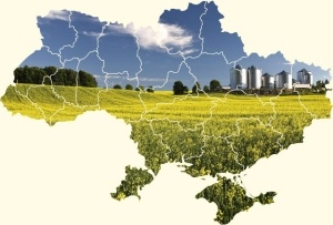 Майже 94% українського ріпаку експортовано до ЄС