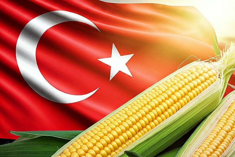 Туреччина придбала на тендері 350 тис т кукурудзи, але з них 300 тис т вже знаходяться на внутрішніх складах