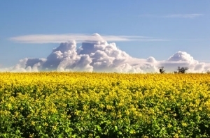 Ріпак дорожчає слідом за канолою 