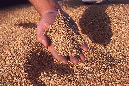 США: пшениця цьогорічного врожаю має надто низьку якість