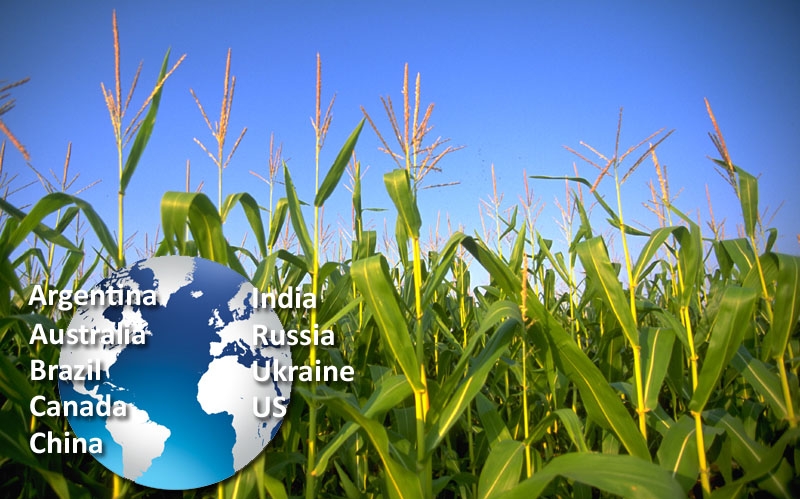 Агентство Informa Economics знову зменшило прогноз на врожай кукурудзи