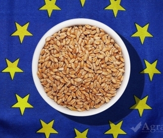 The forecast of grain production in the EU reduced