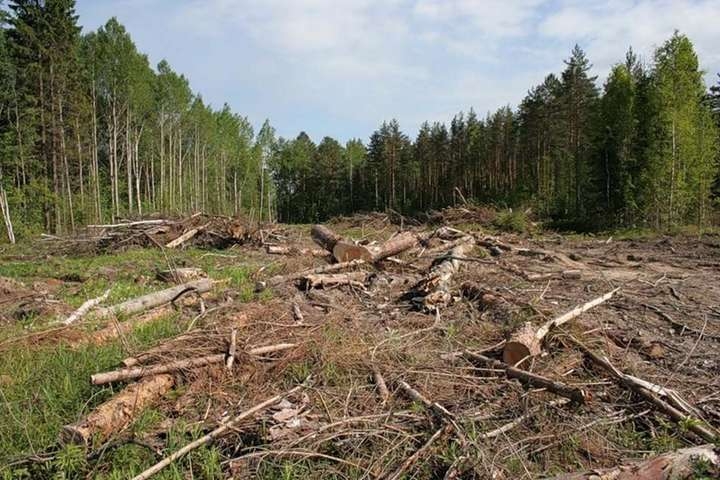 Європарламент остаточно погодив відтермінування закону про вирубування лісів