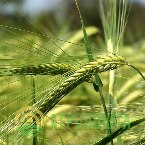 Barley prices in Ukraine continue to rise due to strong export demand at the beginning of the season 