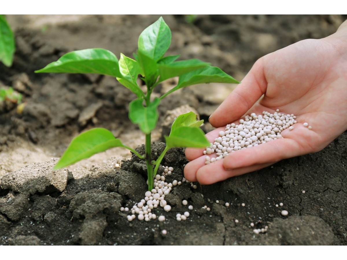 In May, the average cost of fertilizers on the world market reached $437/t
