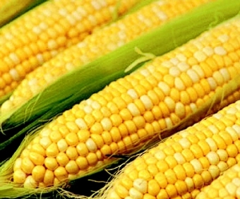 IGC підвищила прогноз виробництва кукурудзи на 10 млн. тон