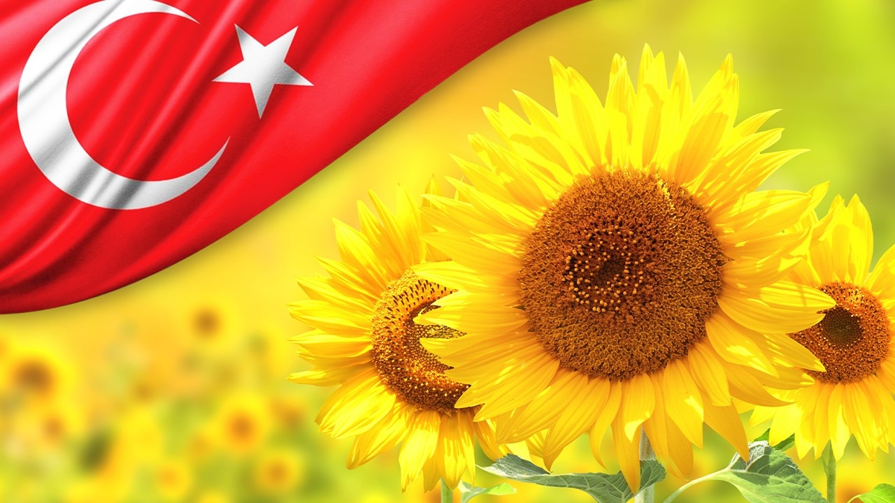 У 2025/26 МР Туреччина збільшить імпорт соняшника за рахунок поставок з ЄС