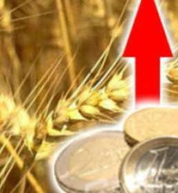 Погодні чинники продовжують підтримувати ціни на пшеницю