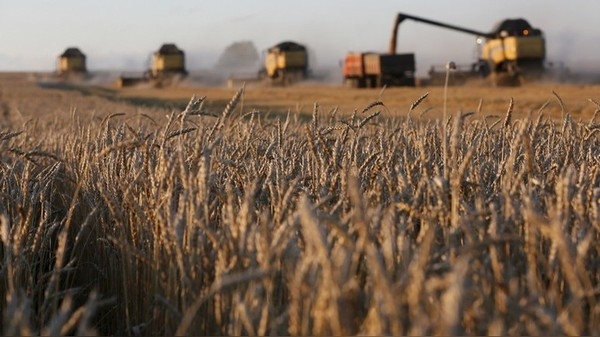 Lower forecast of wheat production in Russia stopped the fall in prices for Black Sea wheat