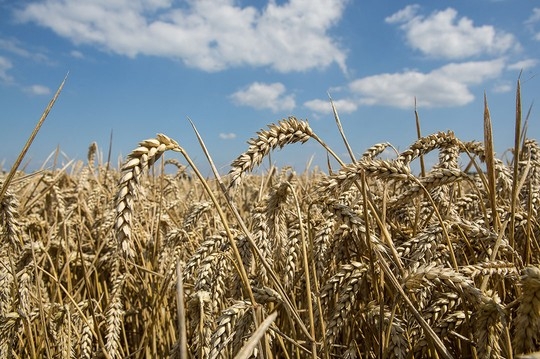 Котировки пшеницы с начала года снижаются под давлением снижения спроса и прогнозами роста запасов