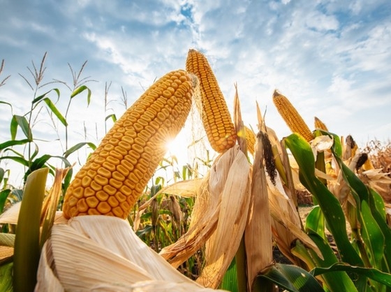 Corn futures rise again on dry weather forecasts