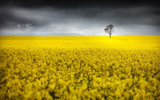 Rainfall in Australia will dramatically increase the sowing area and gross yield of rapeseeds in the new season