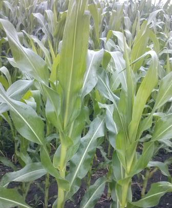Corn crops in Ukraine are in a satisfactory condition