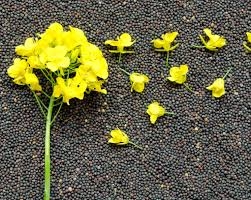 Котирування на ріпак у п’ятницю впали ще на 1,5% до річного мінімуму 